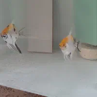 ماهی آنجل کوی ماربل|ماهی|فردیس, شهرک ۱۱۰|دیوار