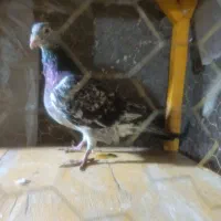 کبوتر سار سرور تخته