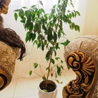 بنجامین سبز