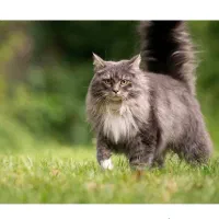 گربه سیبرین (نژاد گربه اشرافی)