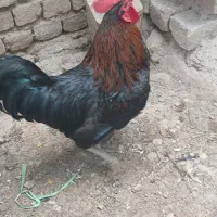 خروس محلی سیاه فروش فوری