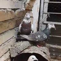کفتر فروشی سفت