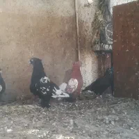 فروش 50عدد بهبهانی همه یکجا|پرنده|شیراز, رکن‌آباد|دیوار