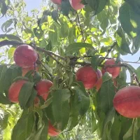باغچه بابا سلمان|فروش دفتر صنعتی، کشاورزی، تجاری|قدس, شهرک صنعتی زاگرس|دیوار
