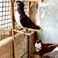 کبوتر صید پرنده