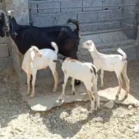 فروش بزسقلوزا بندرلنگه|حیوانات مزرعه|بندرعباس, |دیوار