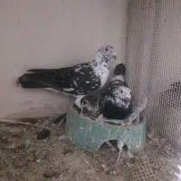 کبوتر فردثوشی