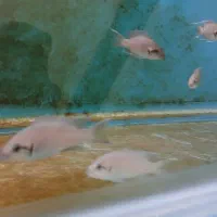 بریچاردی مولد|ماهی|مشهد, شهرک امام هادی (شهرک غرب)|دیوار