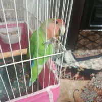 کوتوله سخنگو