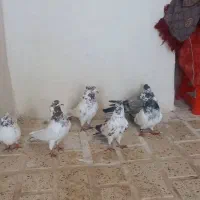 کفتر|پرنده|اسلامآباد غرب, |دیوار