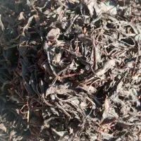 چای قلم سنتی