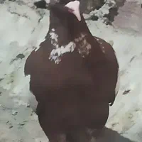 کبوتر شتری سرخ نر