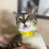 واگذاری رایگان بچه گربه