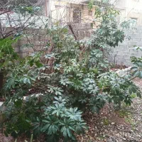 فروش گل شلفرا،یوکا،نخل