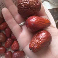 حرس  درختان حرفه ای تحت نظرپیمانکارآستان قدس