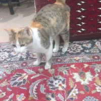 واگذاری رایگان