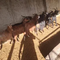 ماده بز