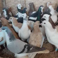 کفتر شهرستانی