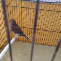 قناری نر جوان|پرنده|کنگاور, |دیوار