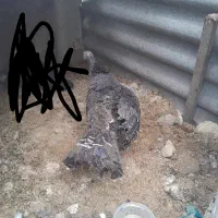 بوقلمون ماده