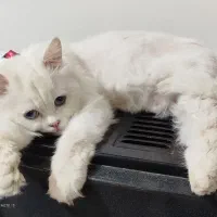 پرشین چشم آبی صورت عروسکی|گربه|سبزوار, جهاد کشاورزی|دیوار