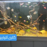 گالری آکواریوم مومنی ماهی گلدفیش|ماهی|نیشابور, امام|دیوار