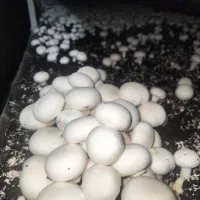 قارچ دکمه ای روز با بهترین کیفیت