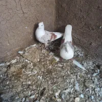 کبوتر|پرنده|کوزران, |دیوار