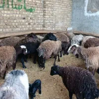 چاق شده|حیوانات مزرعه|محمدیه-قزوین, |دیوار