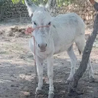 فروش الاغ ماده جوان