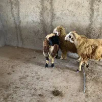 سلام 3عدد بره چاق نر و تعداد 80عدد کفتر خوب|حیوانات مزرعه|بندرعباس, |دیوار