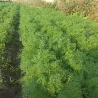 سبزی خورشتی|خوردنی و آشامیدنی|شوش, |دیوار