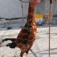 خروس|حیوانات مزرعه|بندرعباس, |دیوار