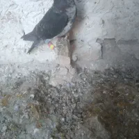 پرنده پرشی|پرنده|شیراز, داریون|دیوار