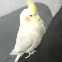 عروس هلندی گم شده