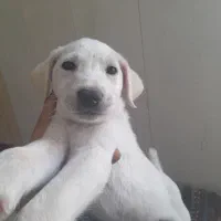 سگ پیتبول واگذاری|سگ|دزفول, |دیوار