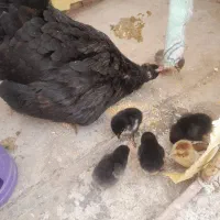 مرغ و جوجه بومی