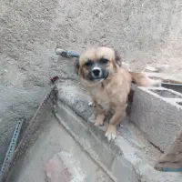 سگ معاوضه باپرنده یاکفترجفتی