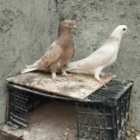 کبوتر گره و نقش