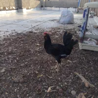 خروس سیاه