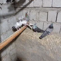 کبوتر|پرنده|قشم, |دیوار