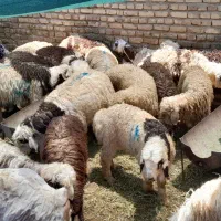 فروش گوسفند بره نر بار جدید رسید|حیوانات مزرعه|یزد, |دیوار