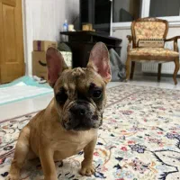سگ فرنچ بولداگ ماده|سگ|تهران, امیریه|دیوار