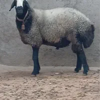 گوسفند نژاد شال|حیوانات مزرعه|یزد, |دیوار