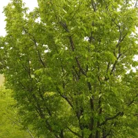 فروش-باغ-گردنه-صلوات-آباد