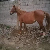 مادیان درشت