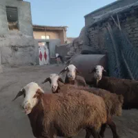 تعد4راس گوسفند همو زیگوت نژاد چند قلو زا مایه قرمز