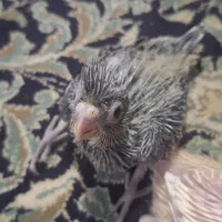 معاوضه جوجه عروس هلندی برزیلی با کوتوله مولد