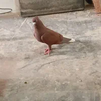 کفتر|پرنده|سبزوار, چهارراه فرودگاه|دیوار
