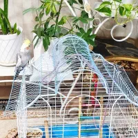 عروس هلندی نر  سرحال و سالم و مست